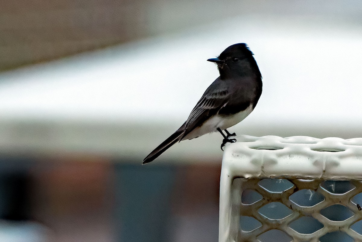 Феб чорний - ML645365182