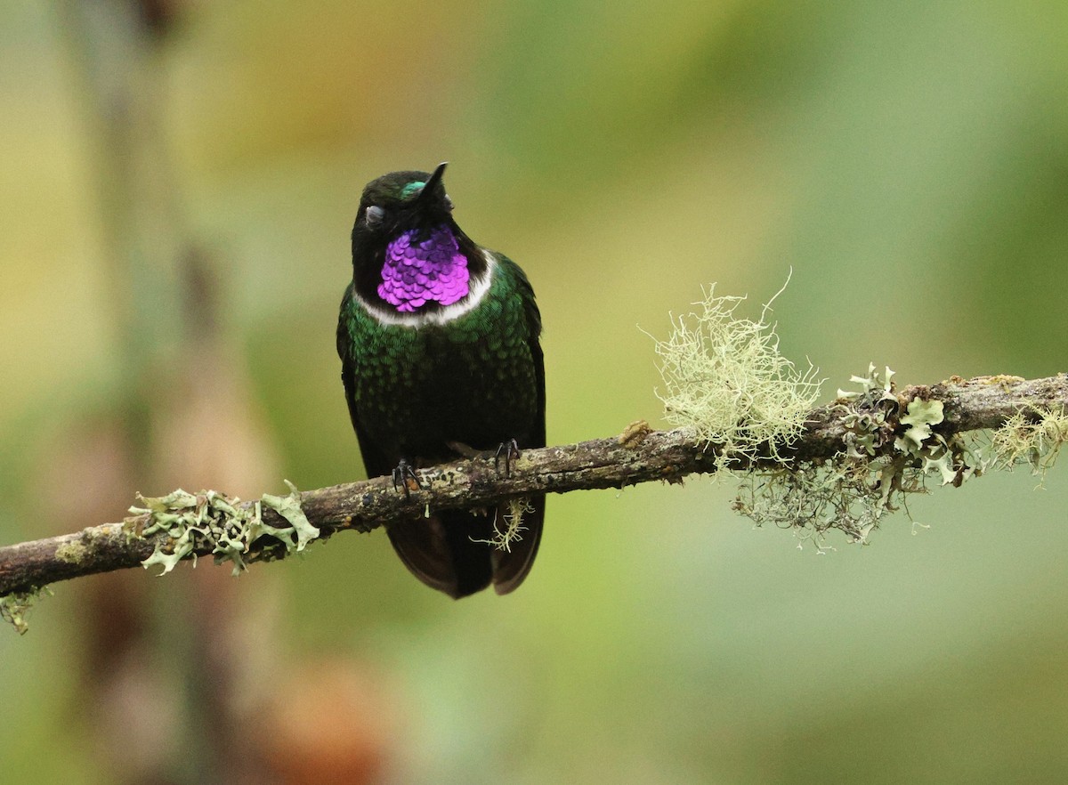 Gorgeted Sunangel - ML645365186