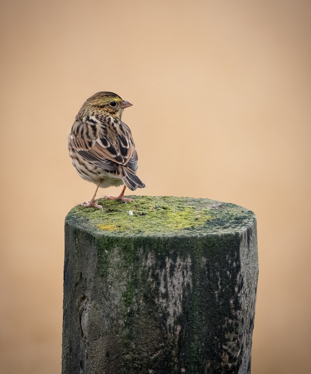 Savannah Sparrow - ML645365187
