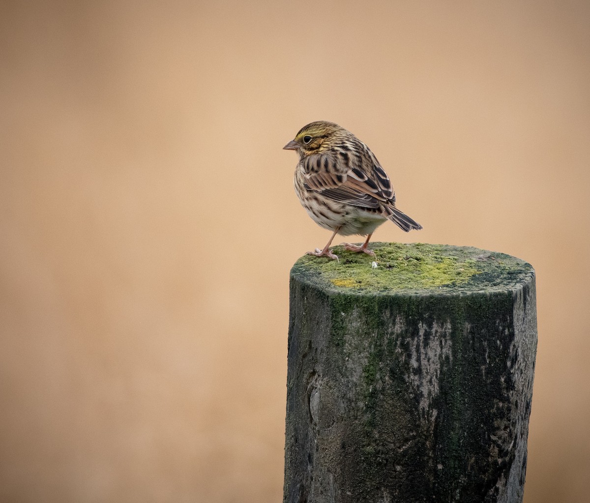 Savannah Sparrow - ML645365188