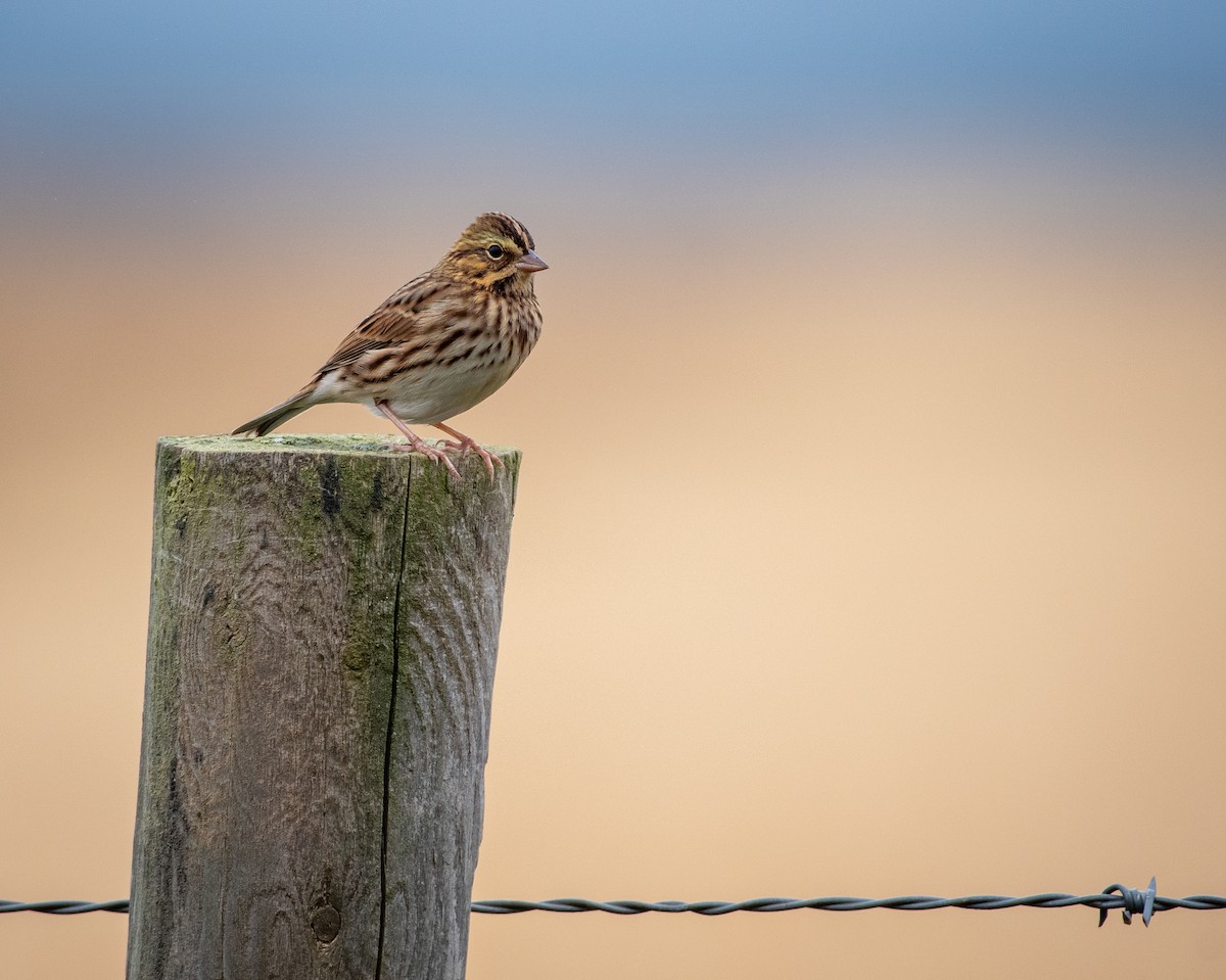 Savannah Sparrow - ML645365189