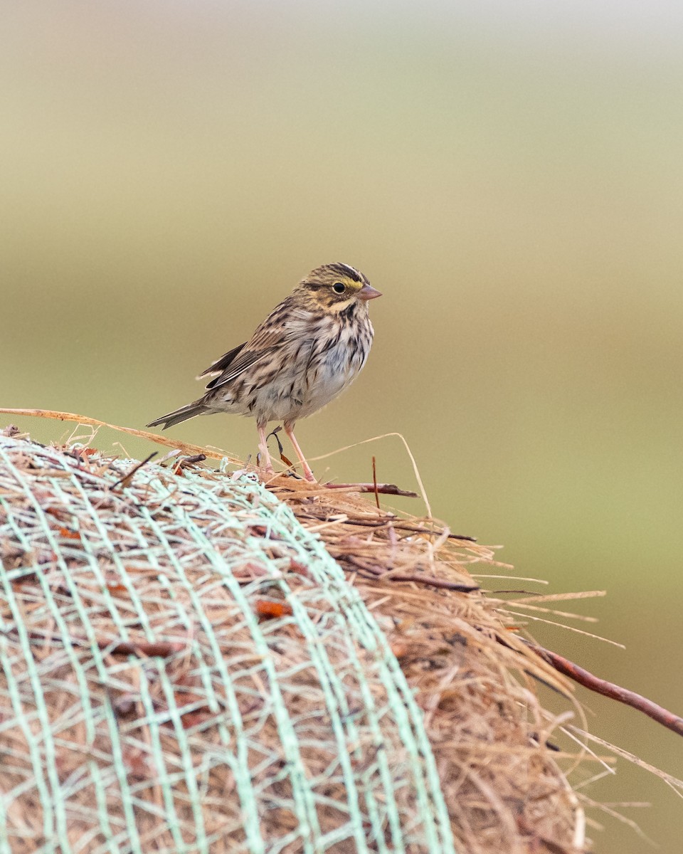 Savannah Sparrow - ML645365190