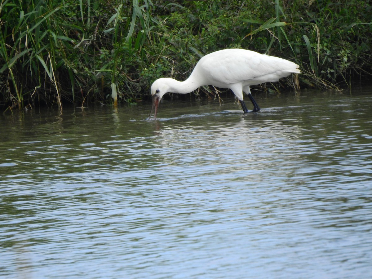Eurasian Spoonbill - ML645365195