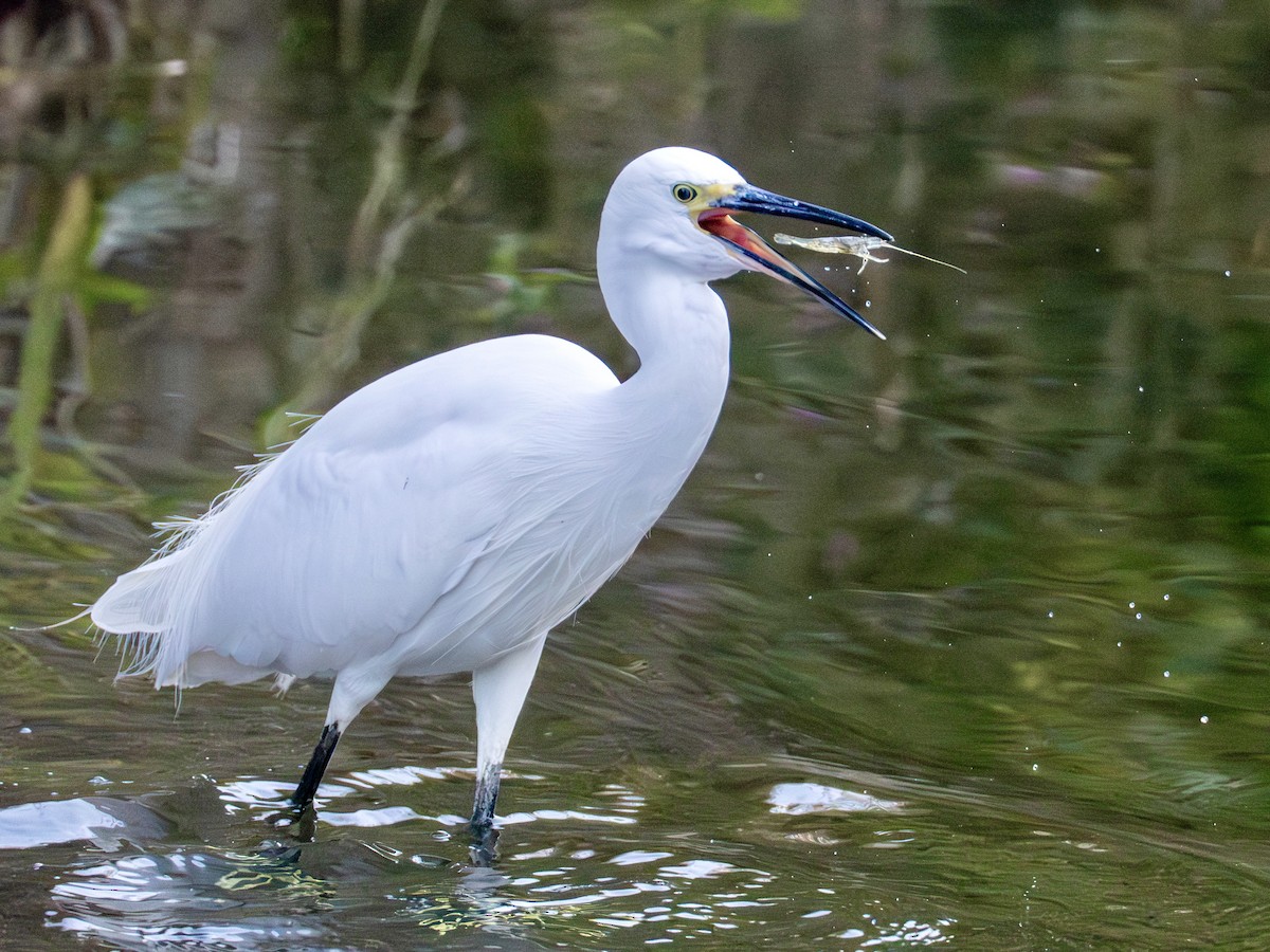 silkehegre - ML645365196