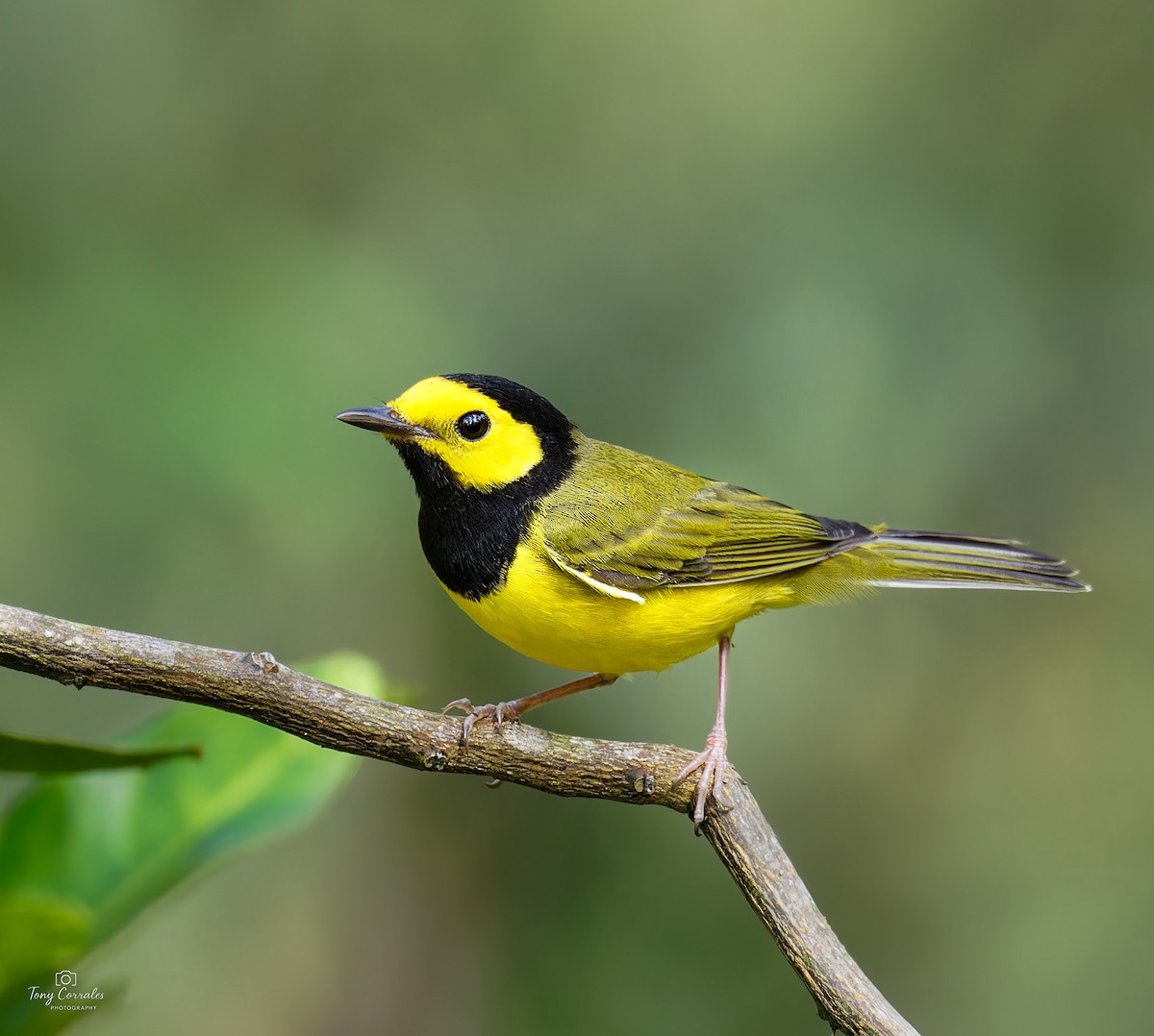 Paruline à capuchon - ML645365206