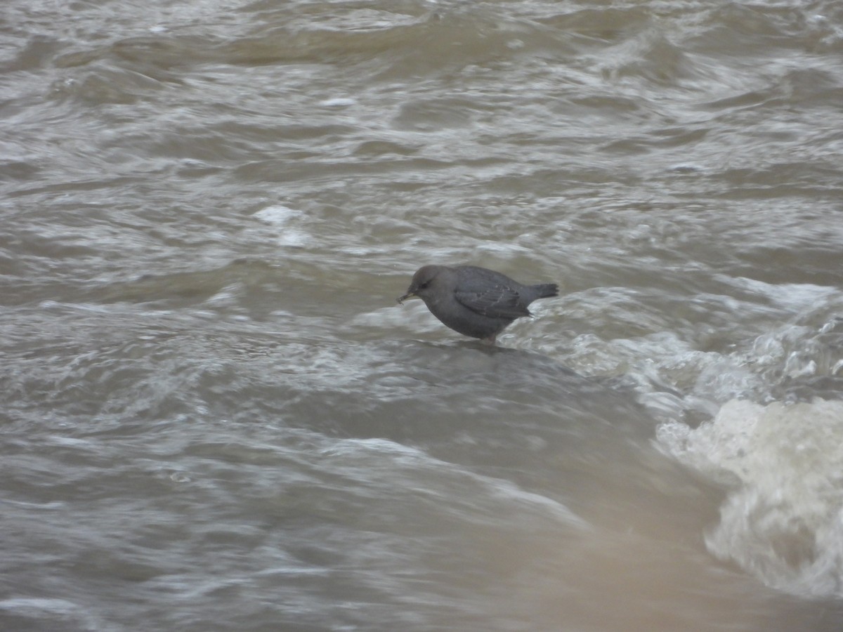 American Dipper - ML645365209