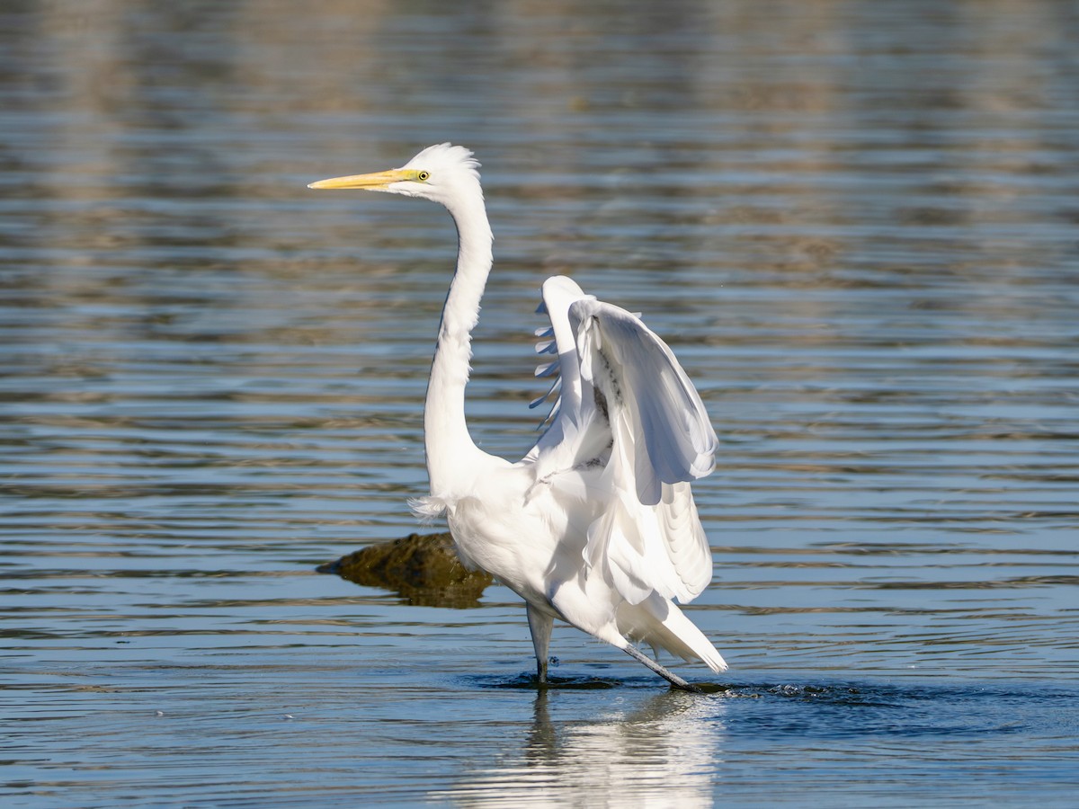 egretthegre - ML645365211