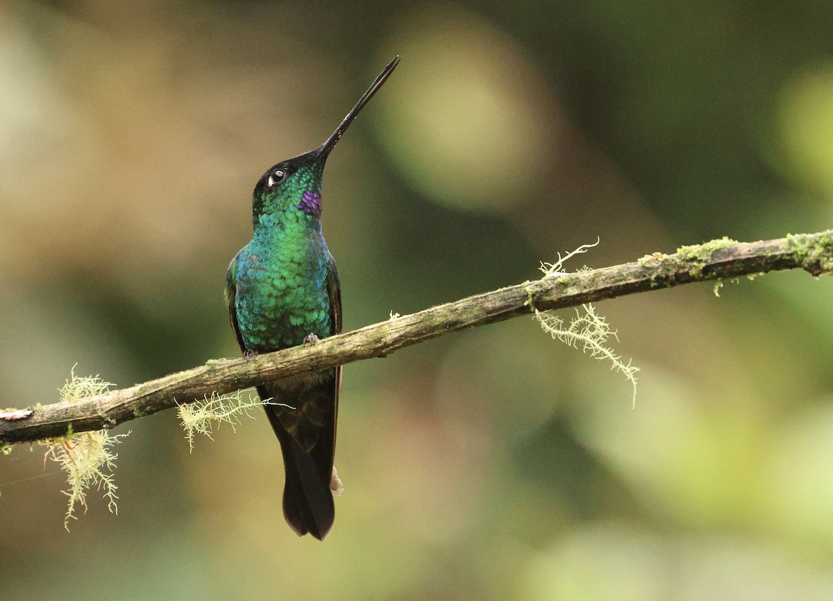 Mountain Velvetbreast - ML645365213