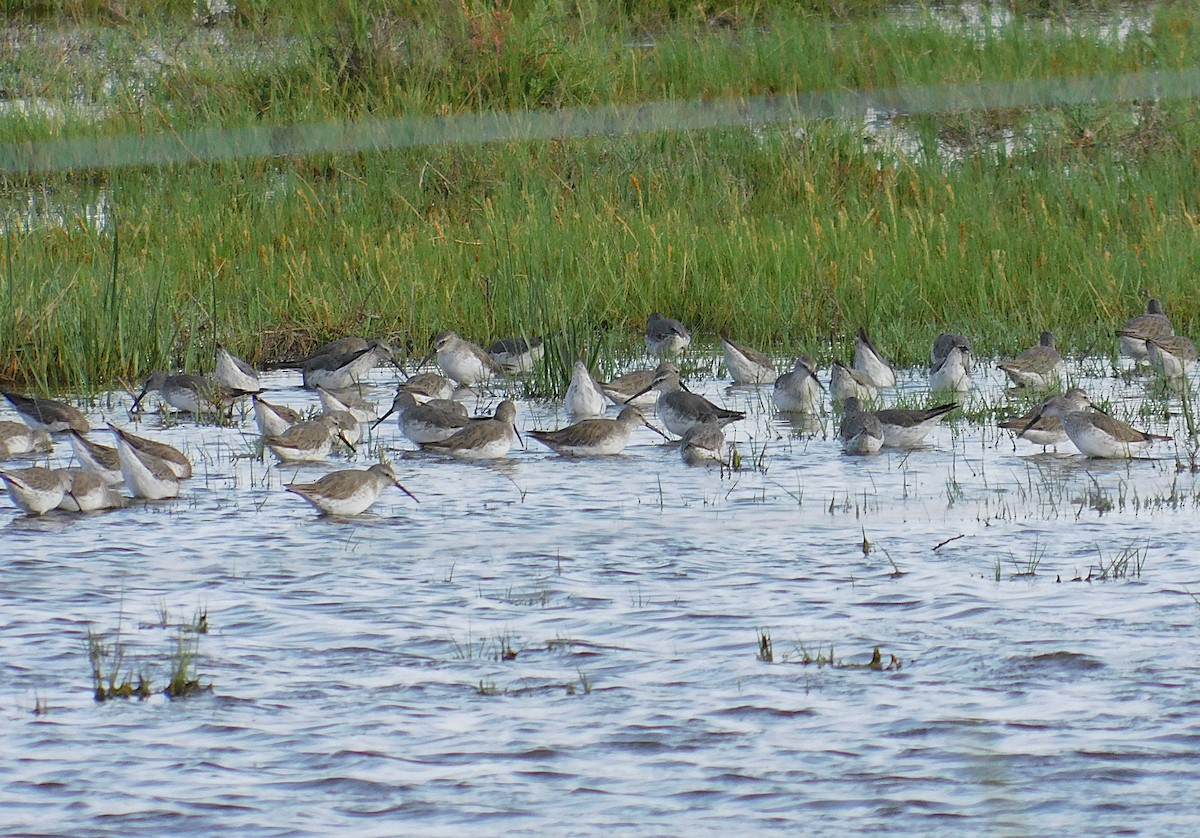 アシナガシギ - ML645365214