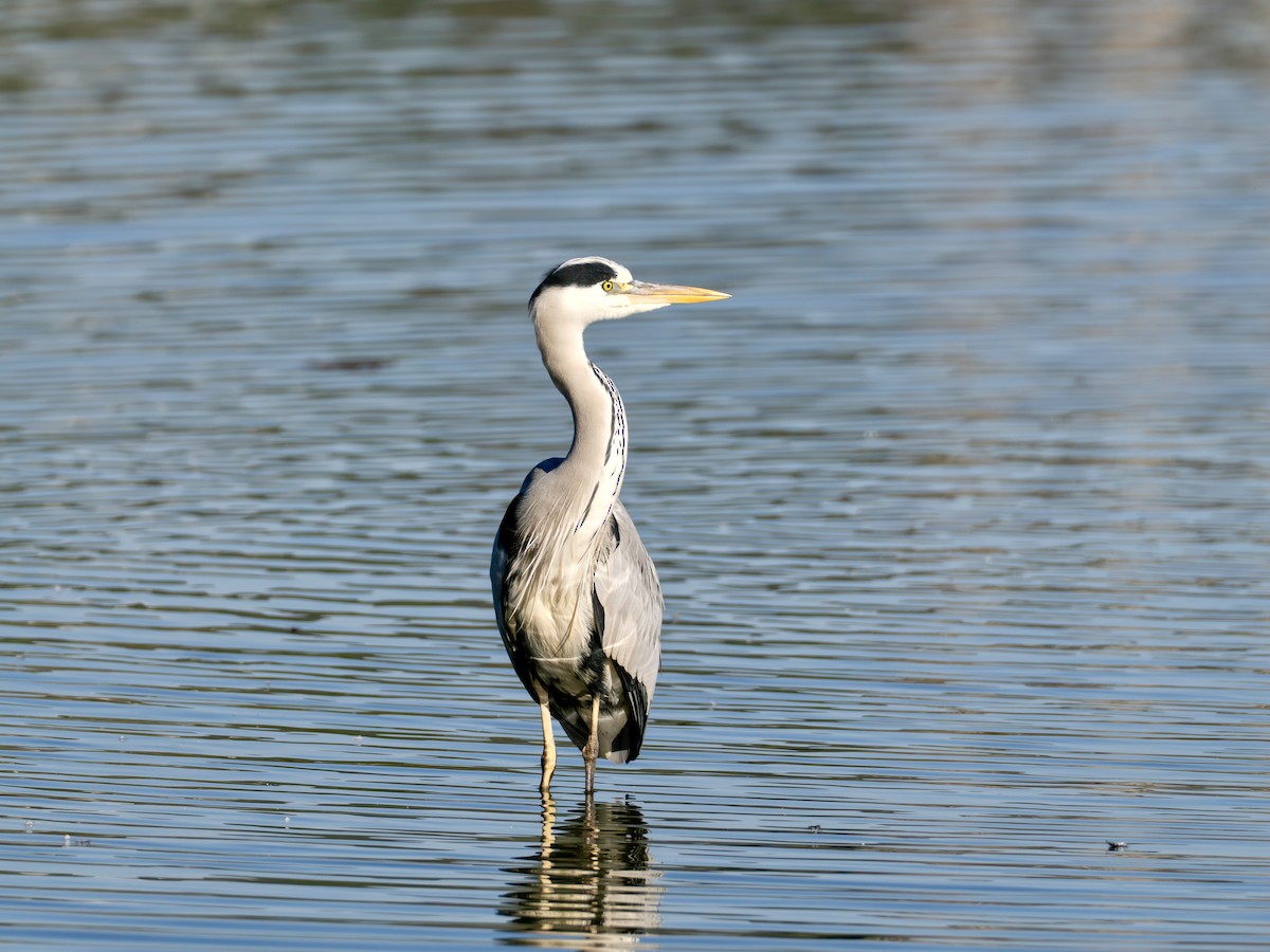 gråhegre - ML645365221