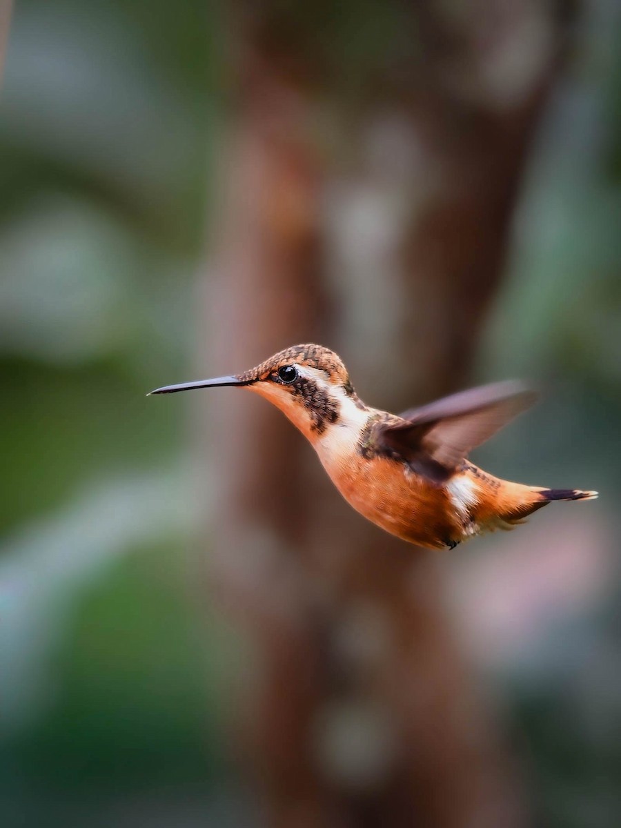 Purple-throated Woodstar - ML645365231