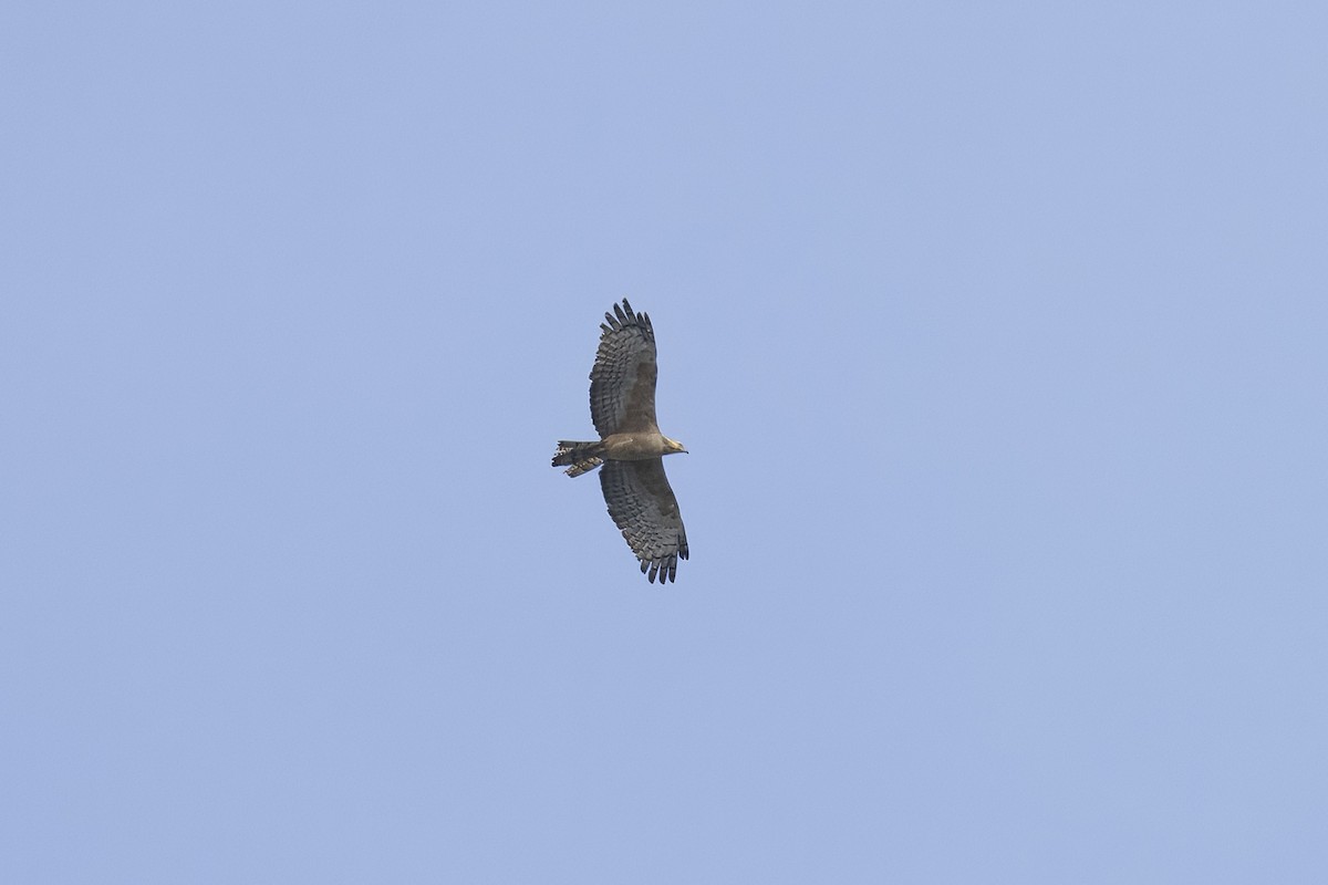 Oriental Honey-buzzard (Northern) - ML645365236