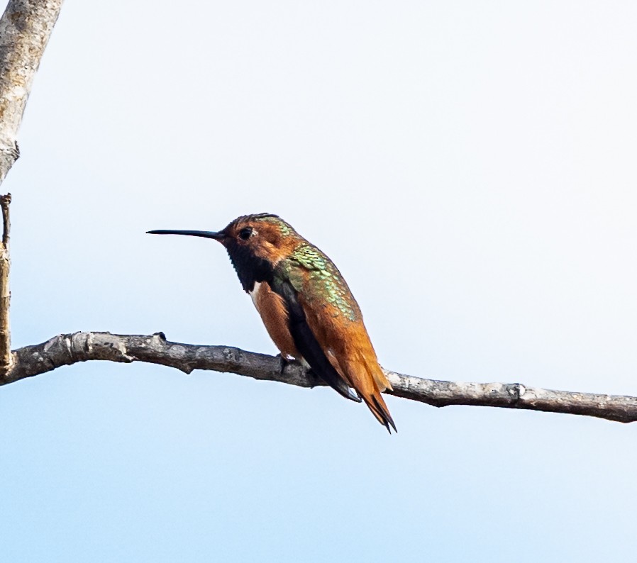 Allen's Hummingbird - ML645365238