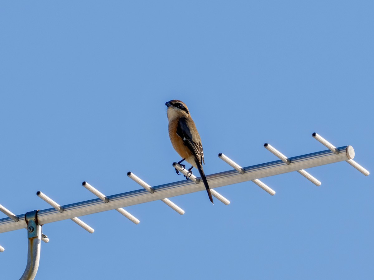 oksevarsler - ML645365242