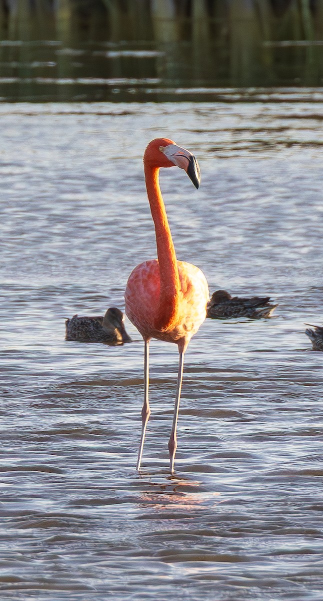 Flamenco Rojo - ML645365243
