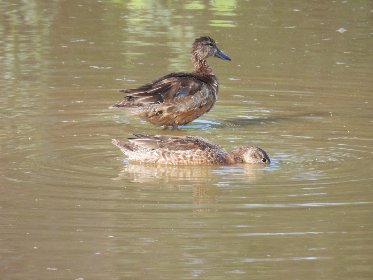 Чирянка блакитнокрила - ML645365253