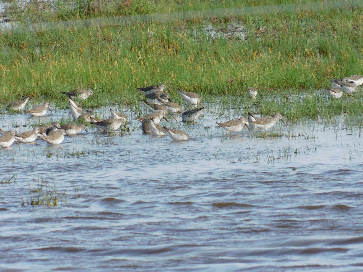 アシナガシギ - ML645365255