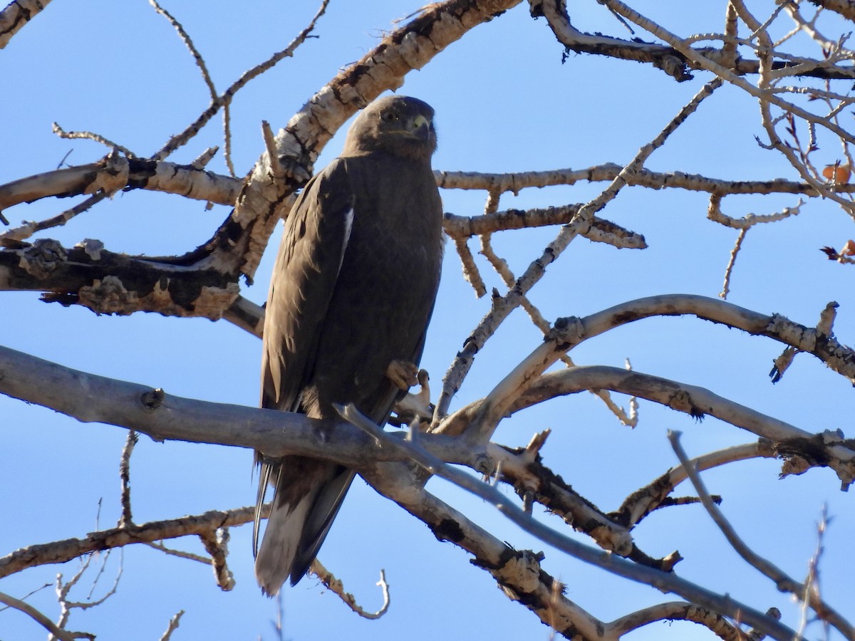 Ferruginous Hawk - ML645365257