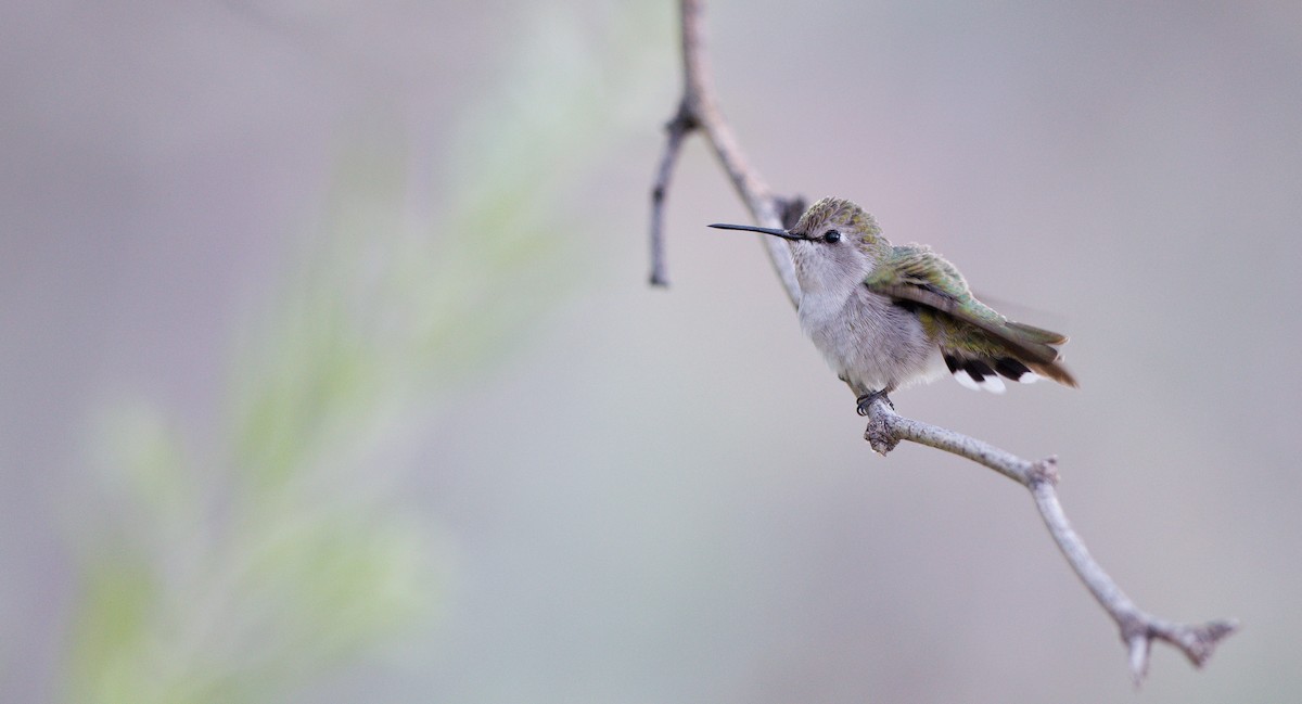 Costa's Hummingbird - ML645365263