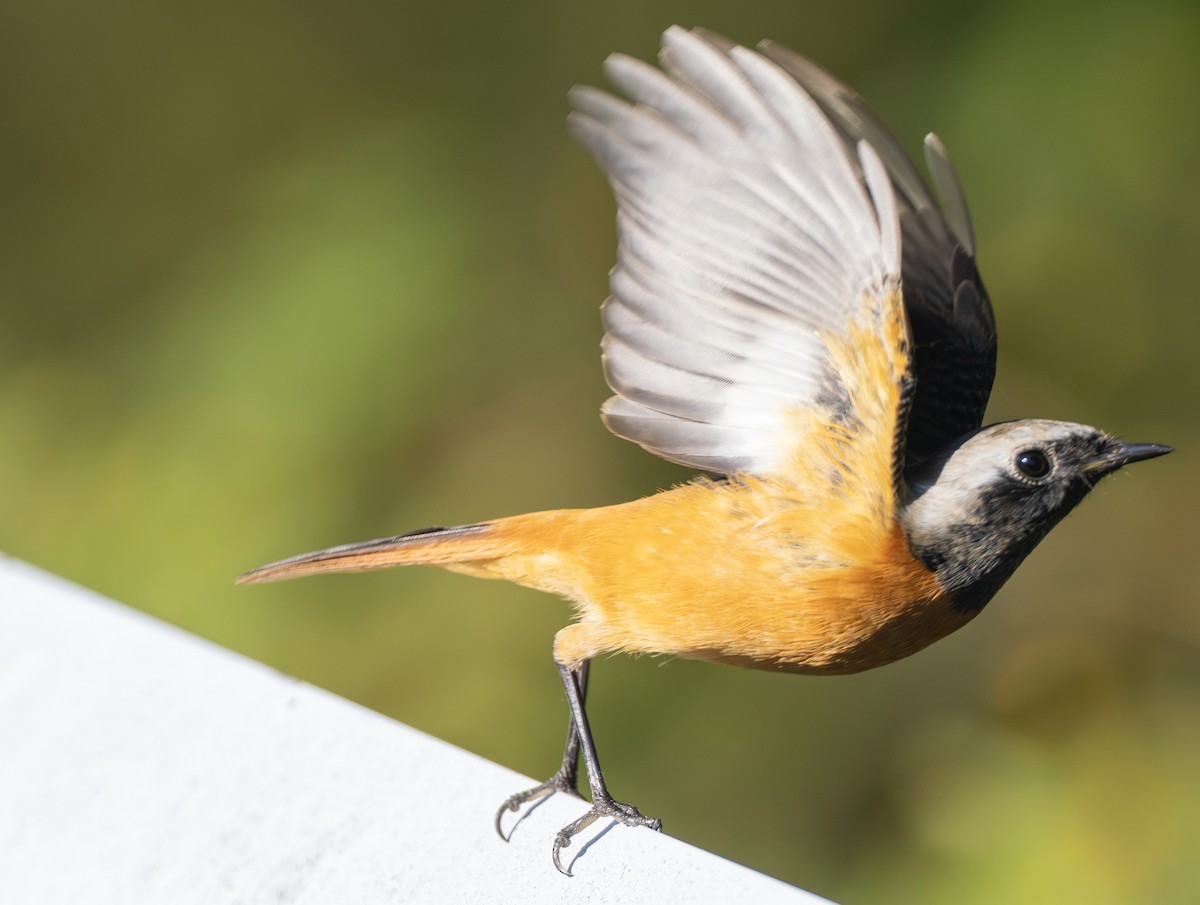 aurorarødstjert - ML645365266