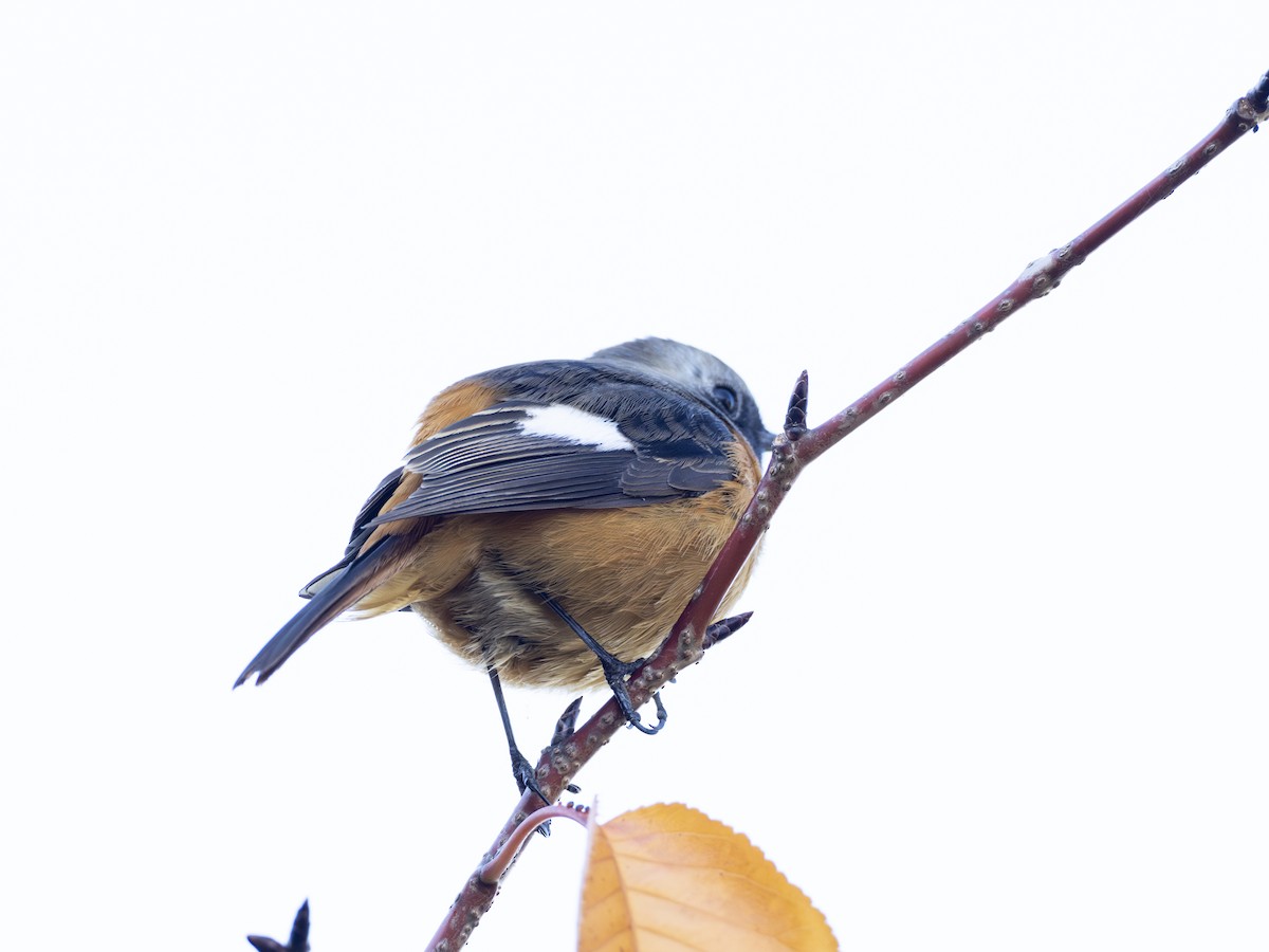 aurorarødstjert - ML645365267