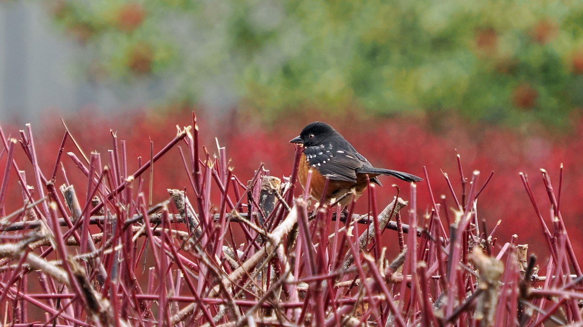 Spotted Towhee - ML645365268