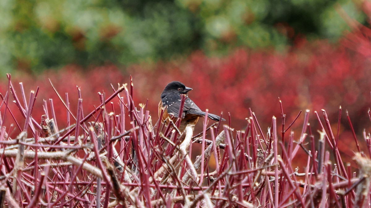 Spotted Towhee - ML645365269