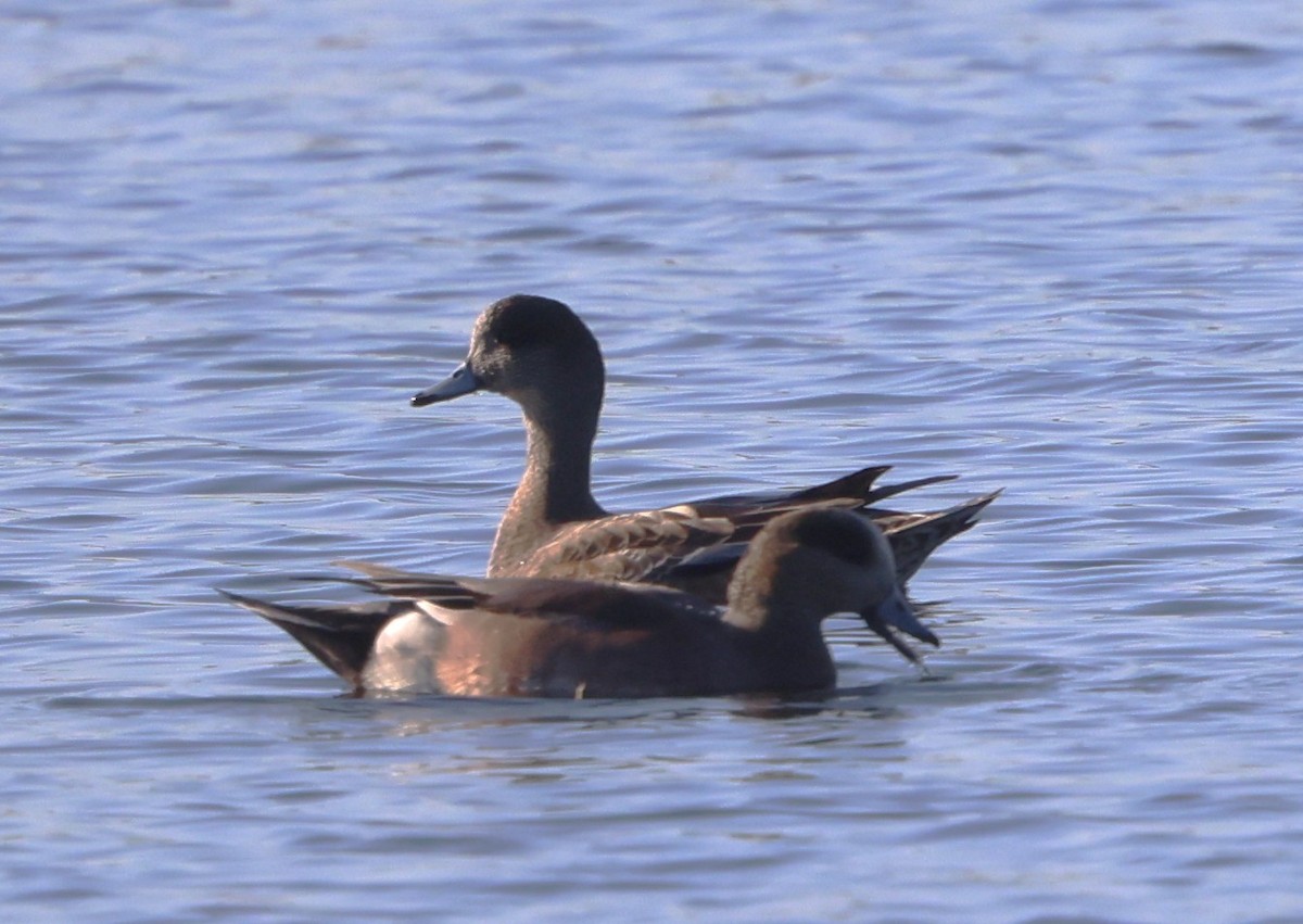 Fischione americano - ML645365272