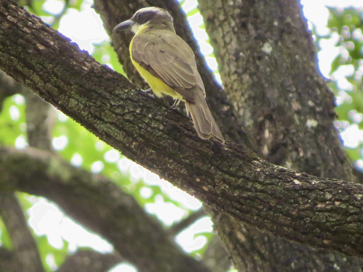 Boat-billed Flycatcher - ML645365273