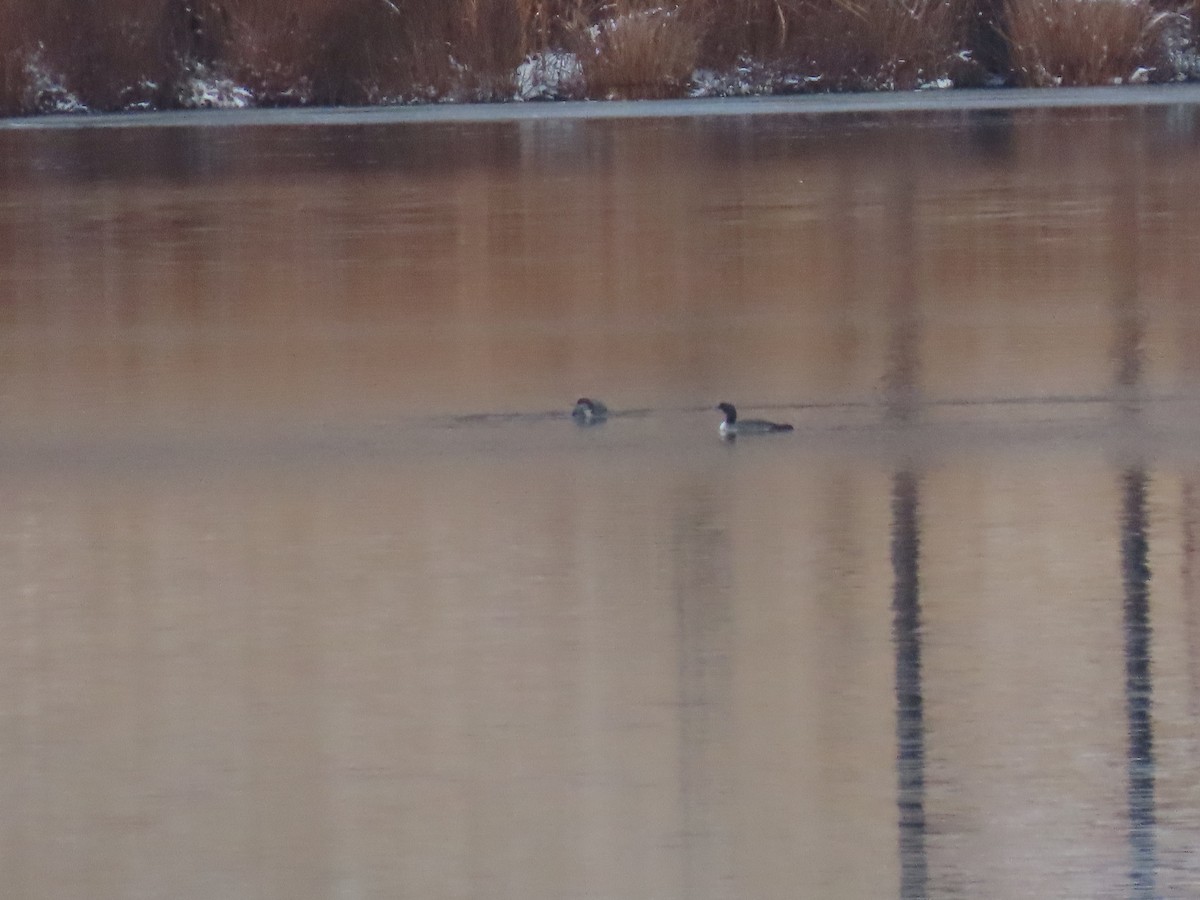 loon sp. - ML645365275