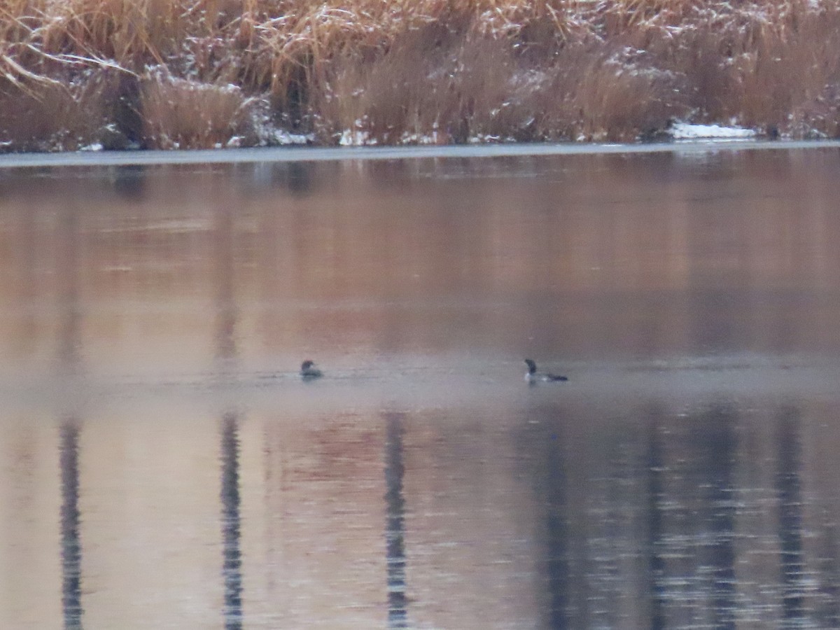 loon sp. - ML645365276