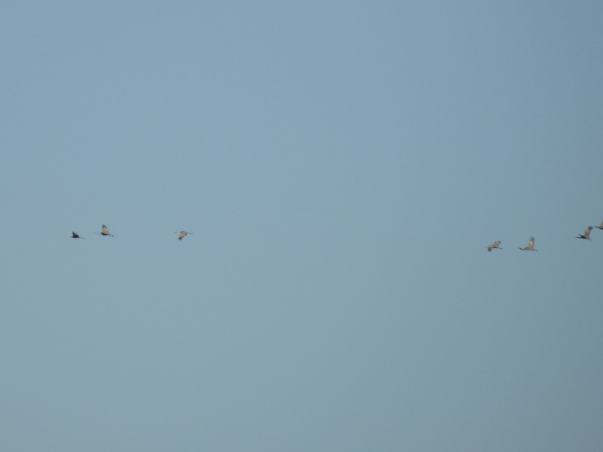 Kurrilo kanadarra - ML645365277