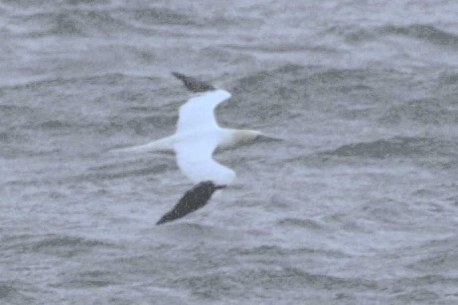 Northern Gannet - ML645365278