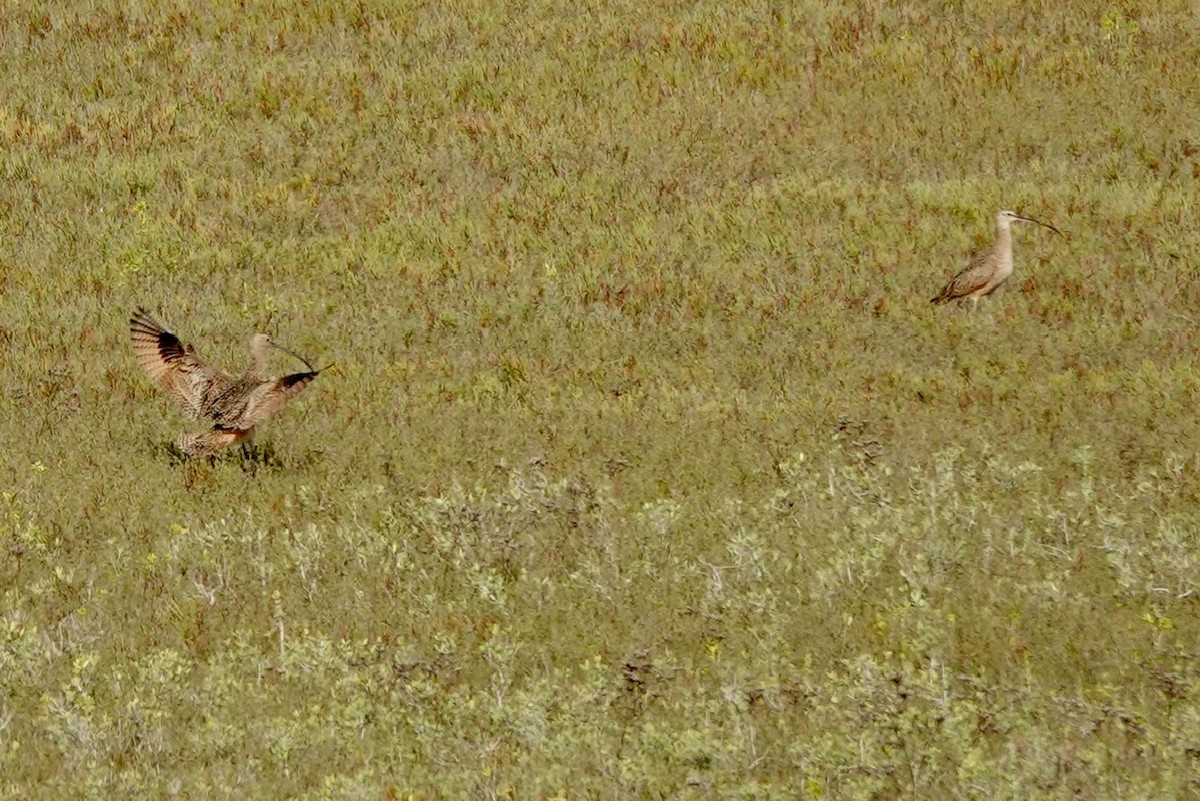 Long-billed Curlew - ML645365279
