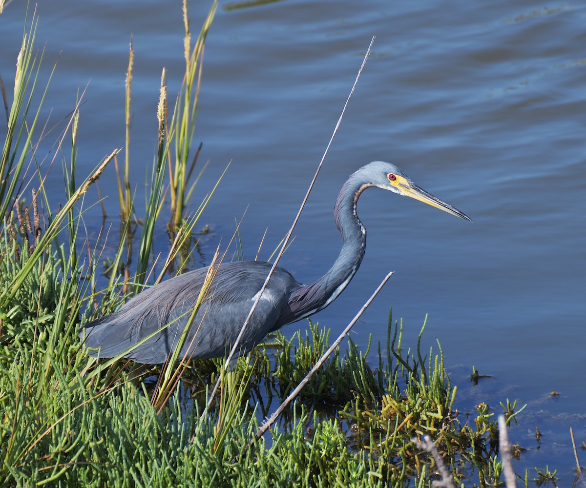 Tricolored Heron - ML645365280