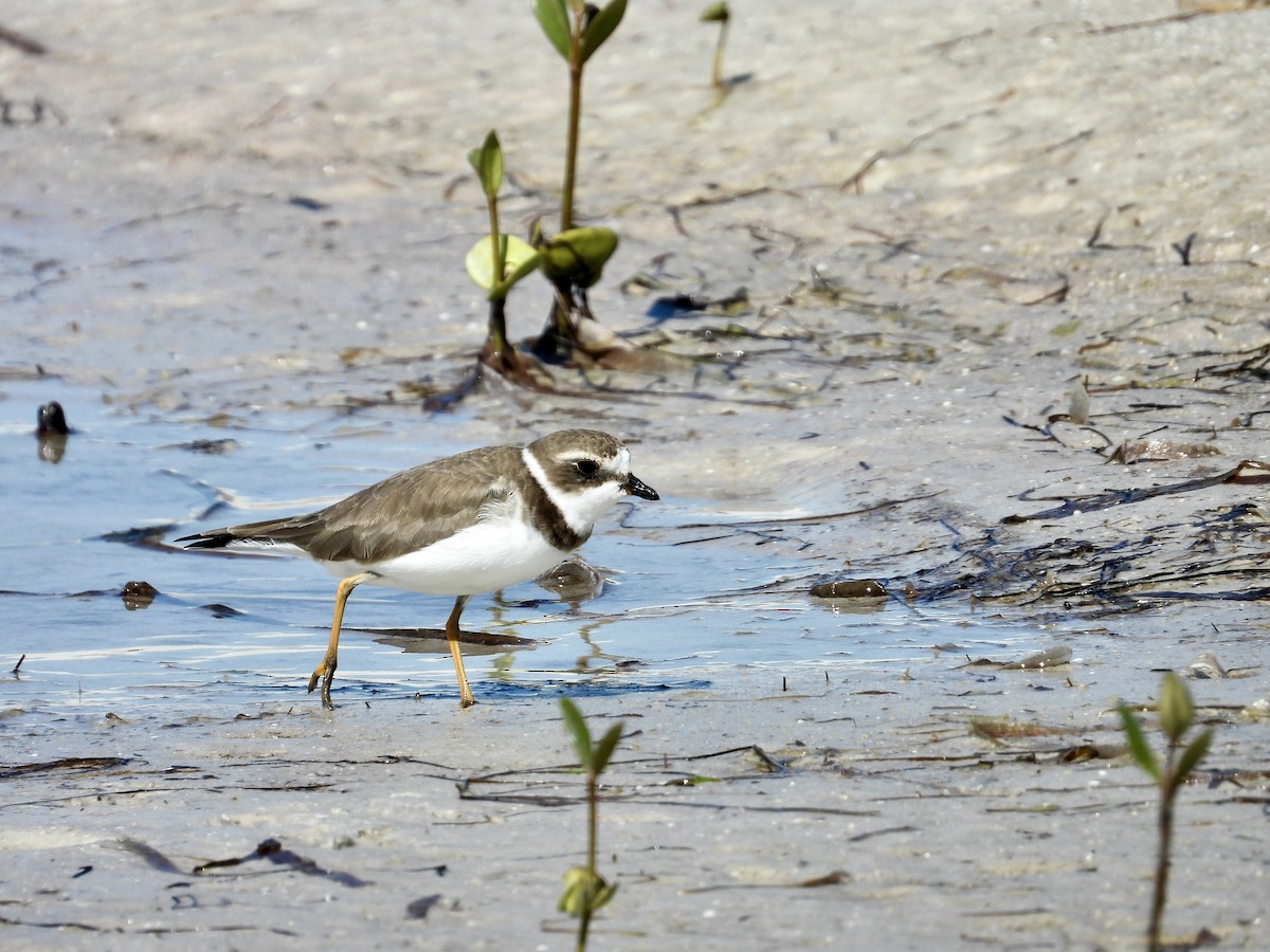 Semipalmated Plover - ML645365281