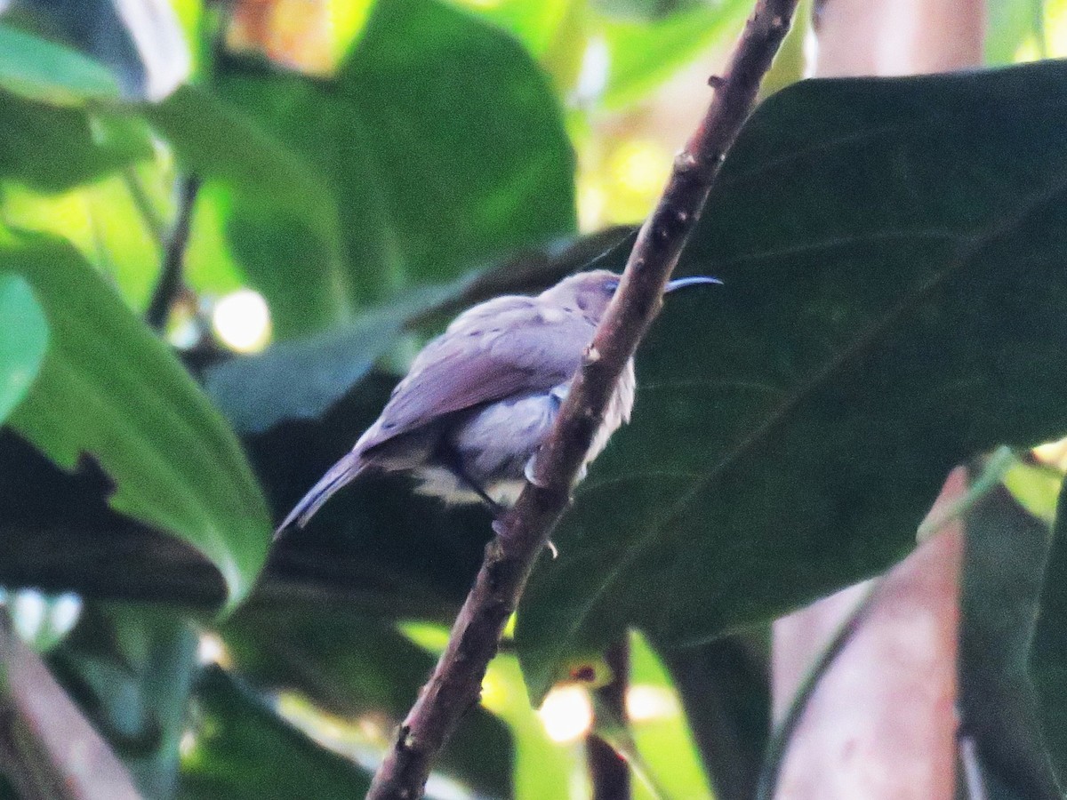 Moluccan Cuckooshrike - ML645365282