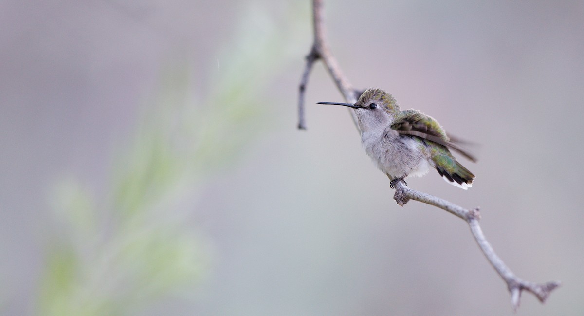 Costa's Hummingbird - ML645365283
