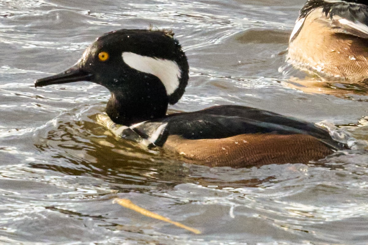 Hooded Merganser - ML645365284