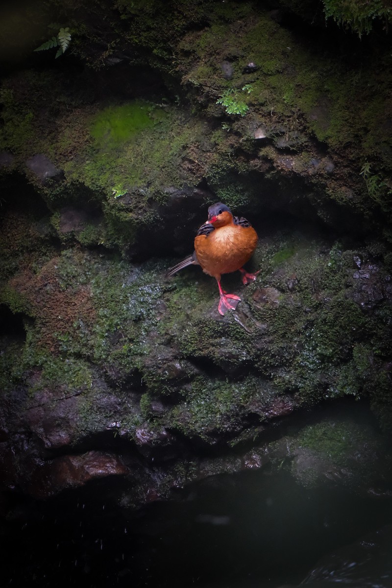 Torrent Duck - ML645365287