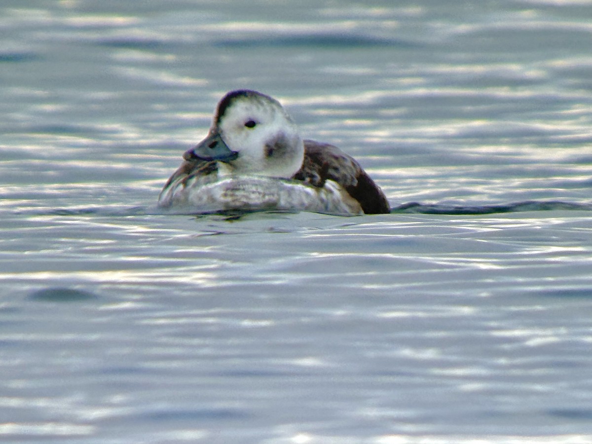 Long-tailed Duck - ML645365288
