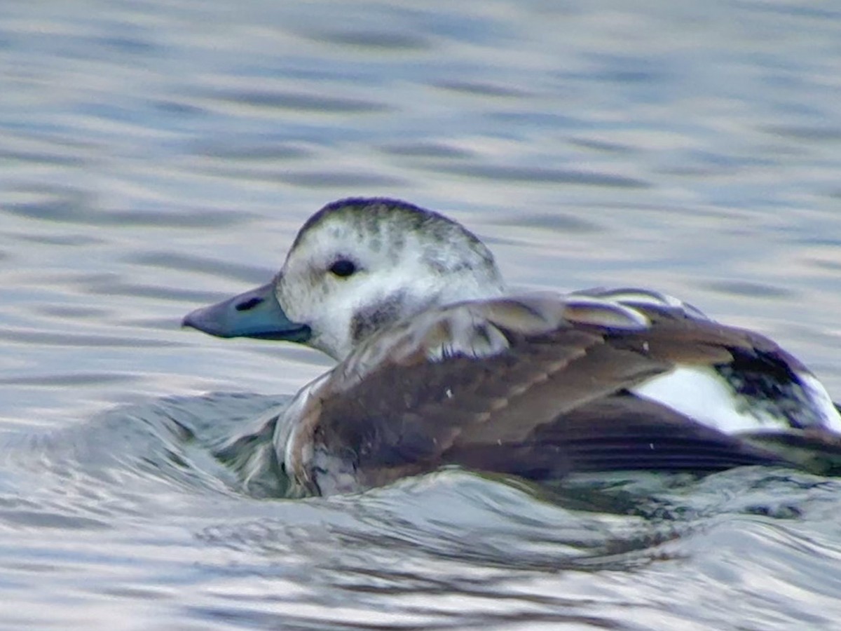 Long-tailed Duck - ML645365289