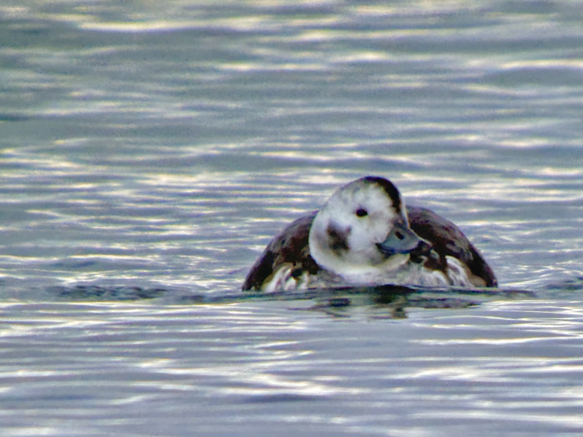 Long-tailed Duck - ML645365290