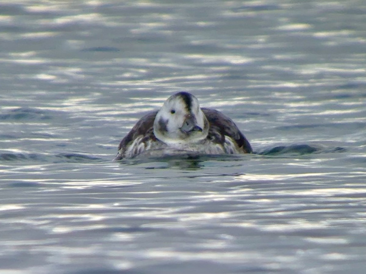 Long-tailed Duck - ML645365291