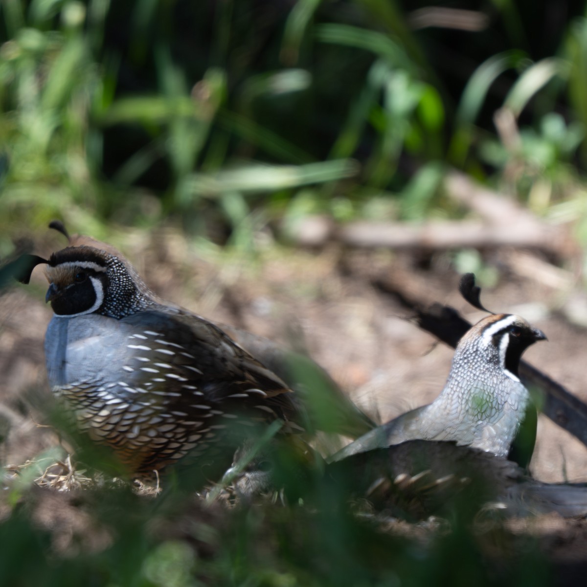 California Quail - ML645365292