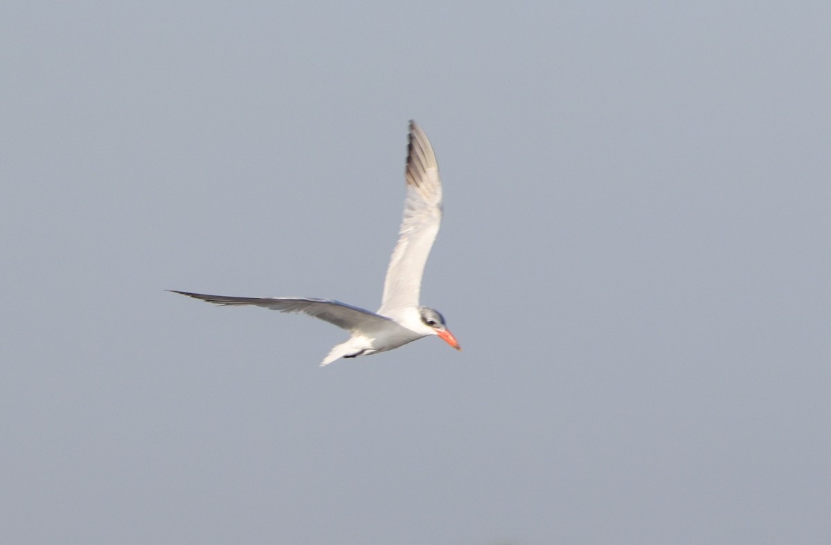 Caspian Tern - ML645365293