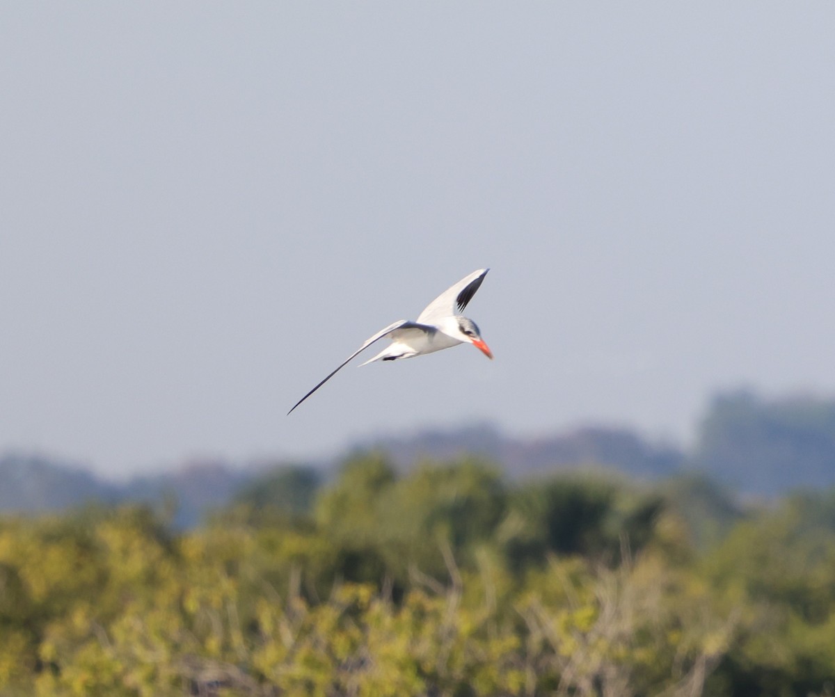 Caspian Tern - ML645365294