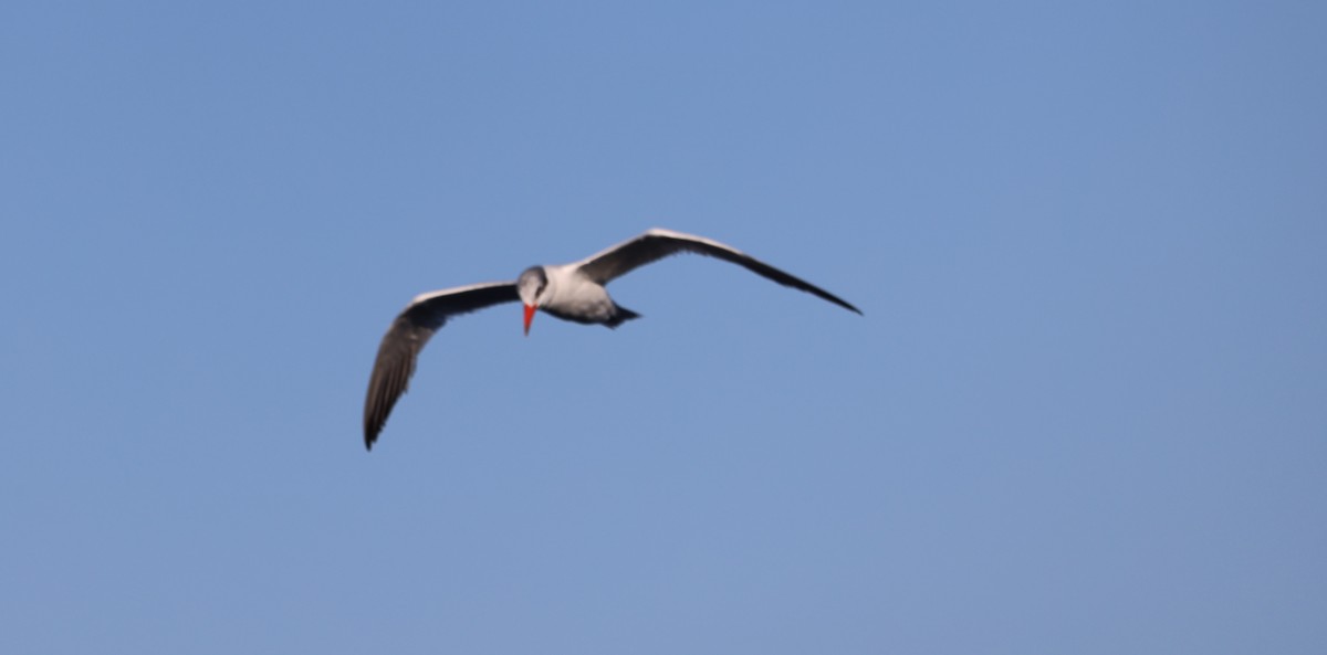 Caspian Tern - ML645365295