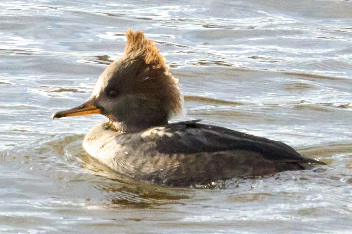 Hooded Merganser - ML645365301