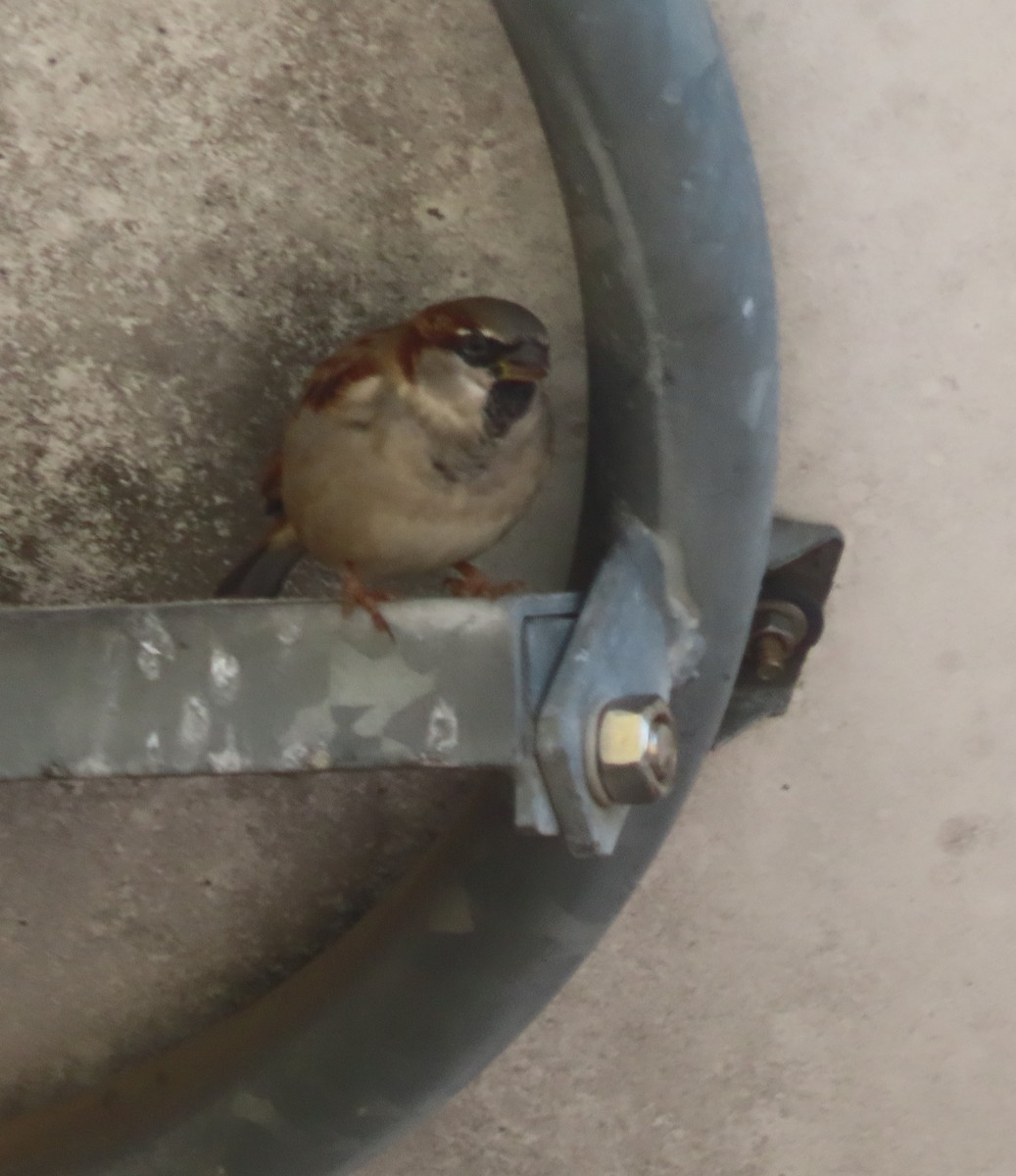 House Sparrow - ML645365302